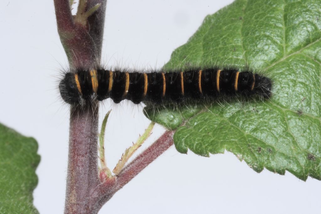 Bruco di ...Macrothylacia rubi (Lasiocampidae)